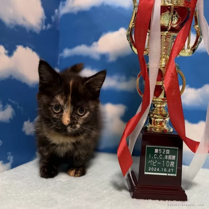 ID：2409-02521の子猫