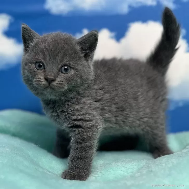 ID：2401-02466の子猫