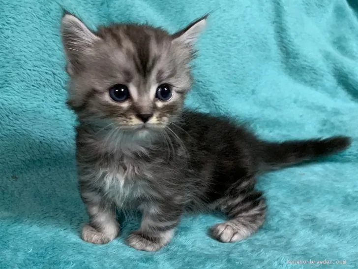 ID：1906-00040の子猫