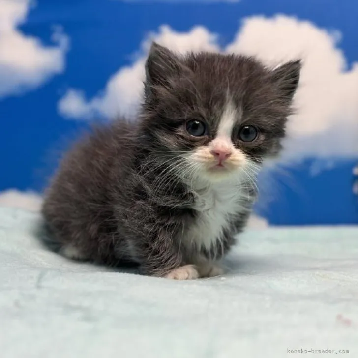 ID:2306-00506の子猫