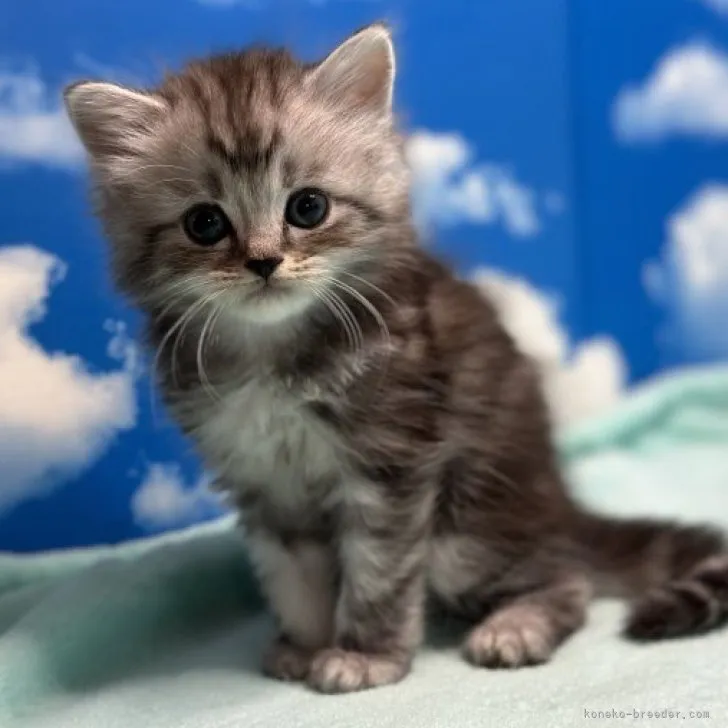 ID：2305-02949の子猫