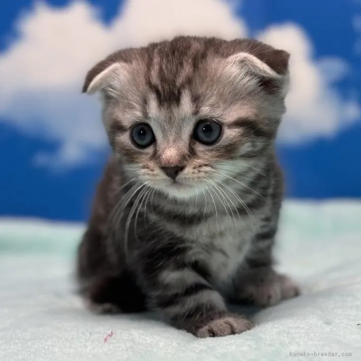 ID：2305-00920の子猫