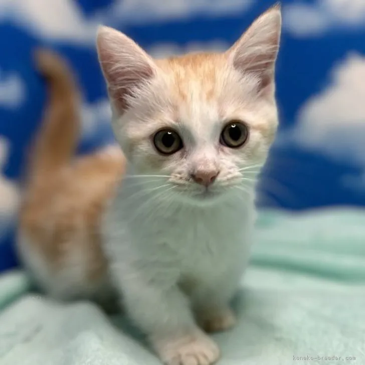 ID:2306-01423の子猫