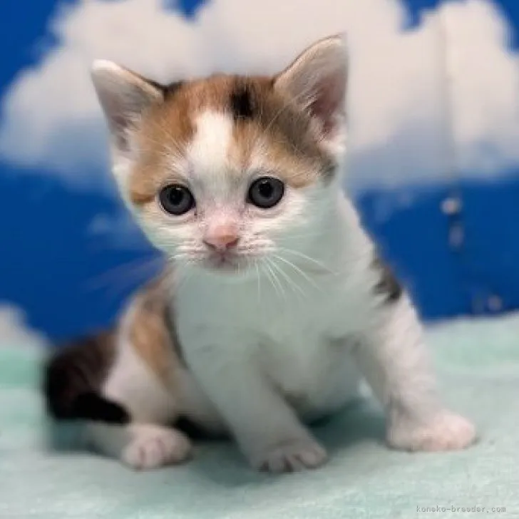 ID：2303-02848の子猫
