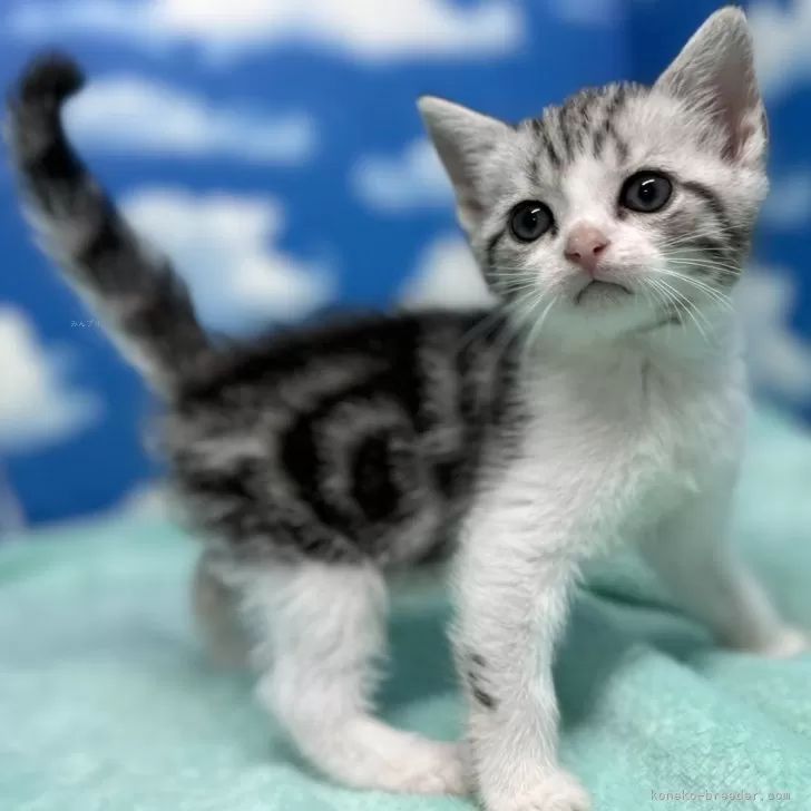 ID：2404-03234の子猫