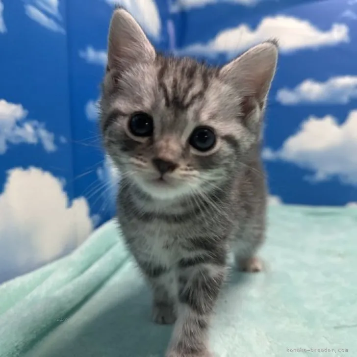 ID:2311-00586の子猫