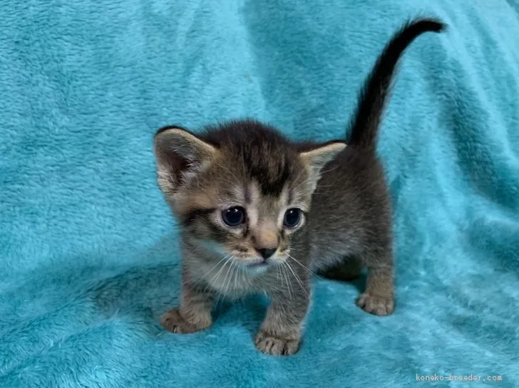 ID：1906-01971の子猫