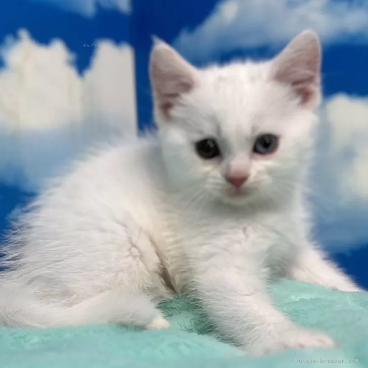 ID：2401-00145の子猫