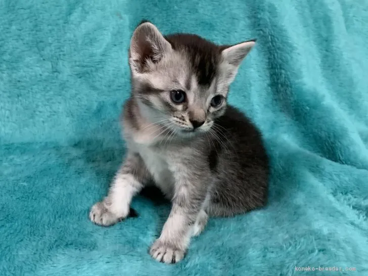 ID：1906-01972の子猫