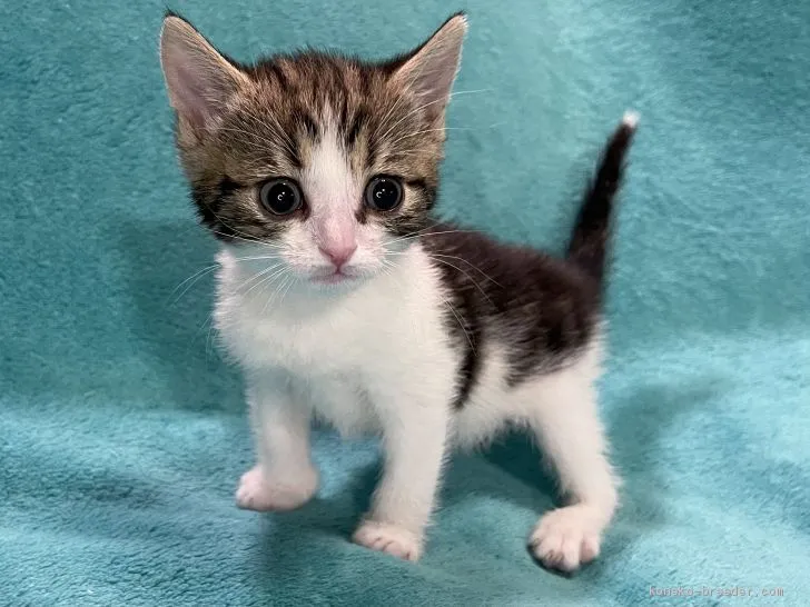 ID：2012-01840の子猫