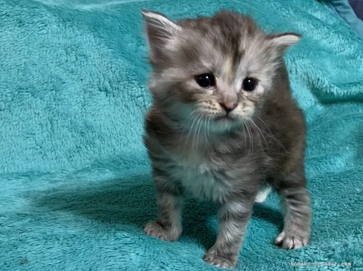 ID：1906-00182の子猫