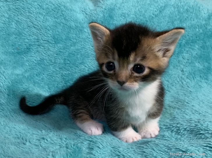 くまお 様のお迎えした子猫