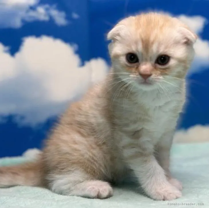 ID:2302-01739の子猫