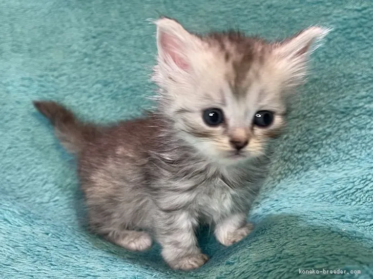 ID：2012-01700の子猫