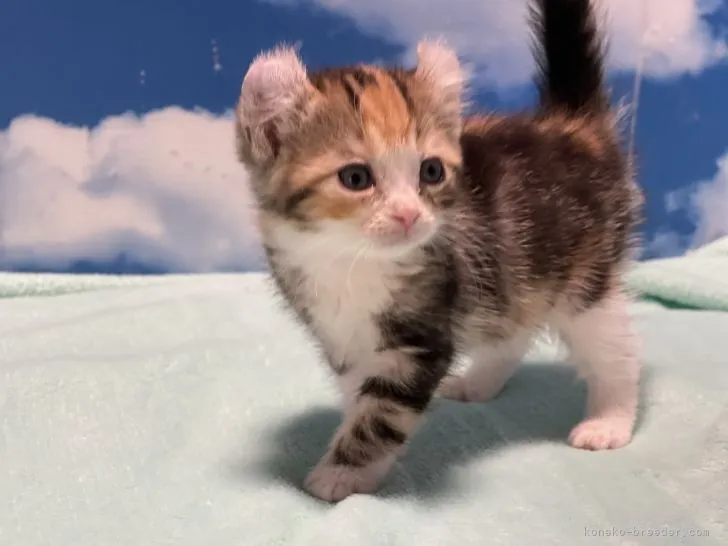 ゆげっち 様のお迎えした子猫