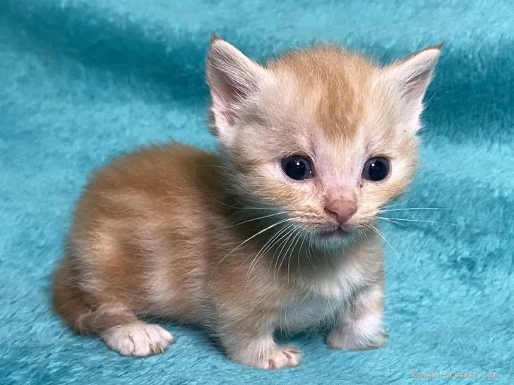 たいき 様のお迎えした子猫