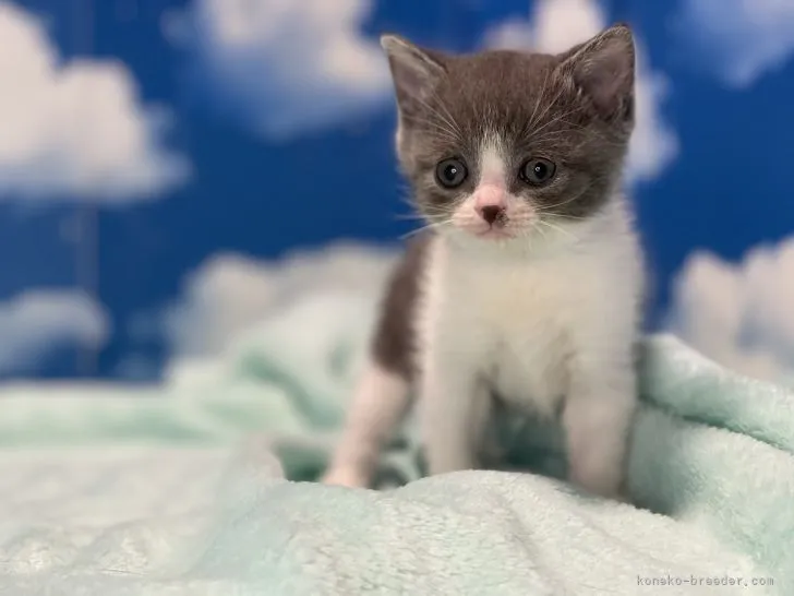 ゆづき 様のお迎えした子猫