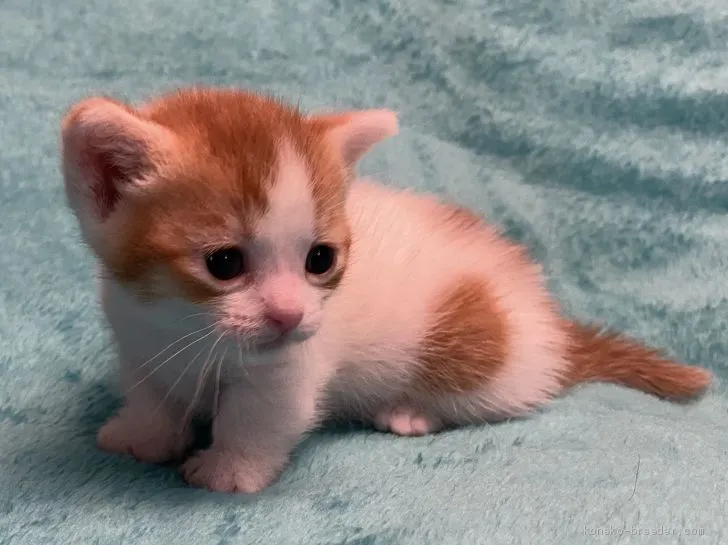 いち 様のお迎えした子猫