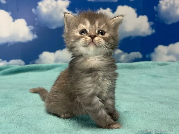 sachi 様のお迎えした子猫