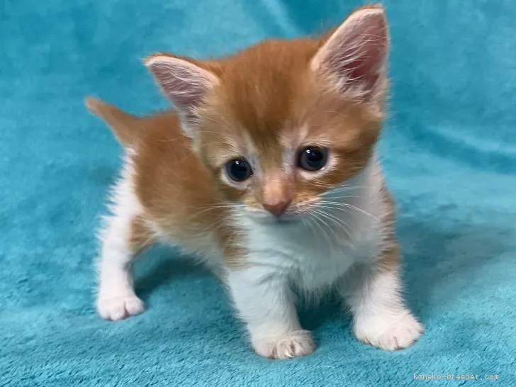 ID:1912-01596の子猫