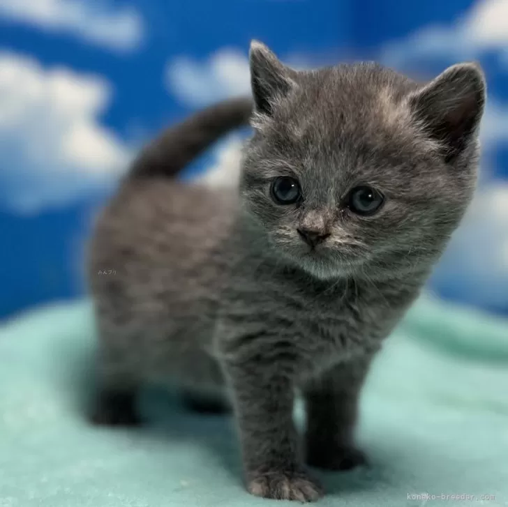ID：2401-02468の子猫