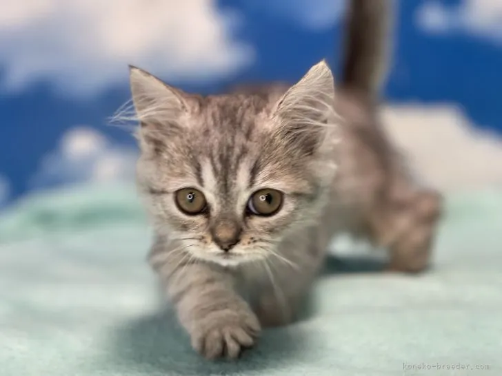 ID：2107-02657の子猫