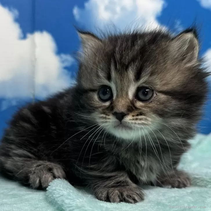 ID：2406-00019の子猫