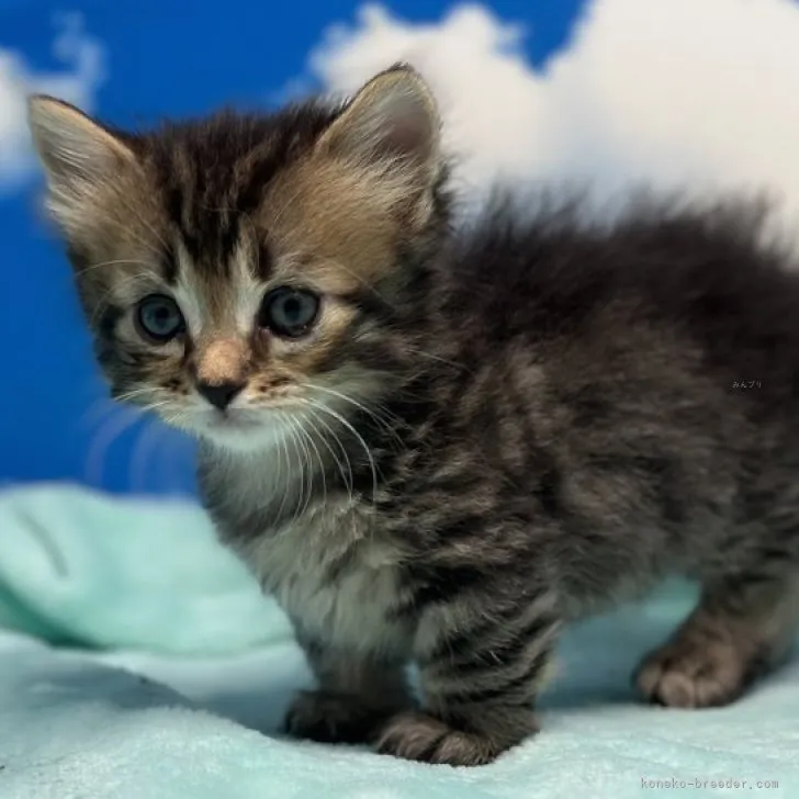 ID:2309-02001の子猫