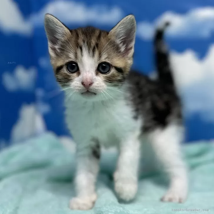 ID：2404-03238の子猫