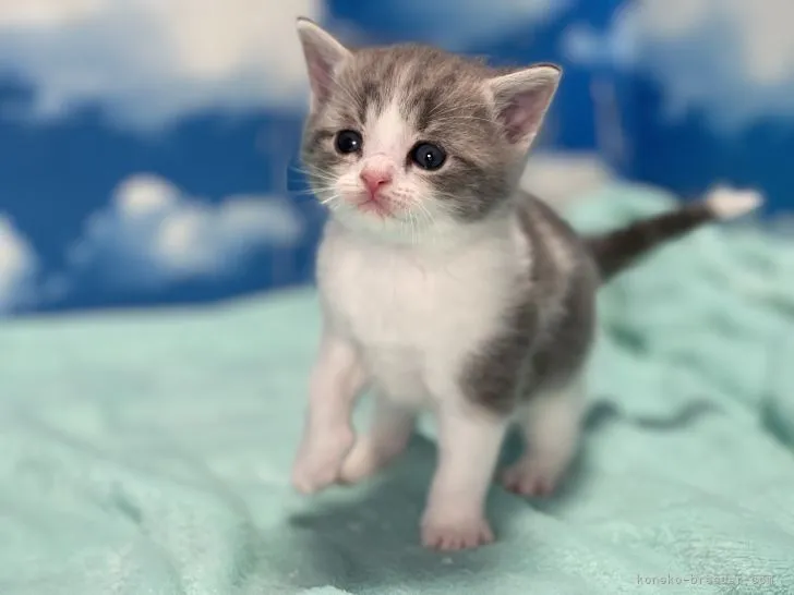 ID：2110-02448の子猫