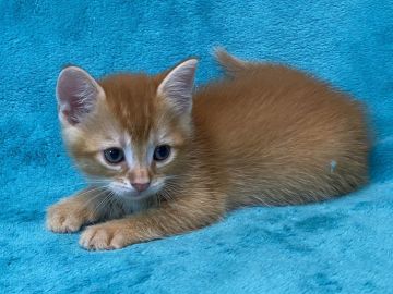 マンチカン(長足)【埼玉県・男の子・2019年11月25日・レッドタビー（ショートヘアー）】の写真「天真爛漫な長足王子さま🎶」