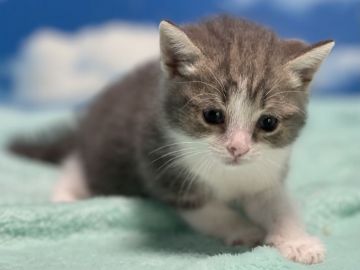 マンチカン【埼玉県・男の子・2021年6月30日・ブルータビー&ホワイト】の写真「天真爛漫な元気で甘えん坊な王子さま🎶」