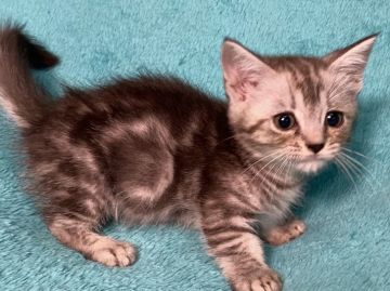 マンチカン(短足)【埼玉県・女の子・2020年4月13日・シルバーパッチドタビー  短足（短毛）】の写真「おっとり甘えん坊系の可愛い元気なお姫様🎶」