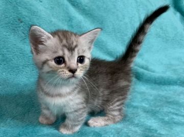 ミヌエット【埼玉県・女の子・2019年5月6日・シルバーマッカレルタビー&ホワイト短足（短毛）】の写真「ふわふわモコモコ可愛い短足美人ちゃん」