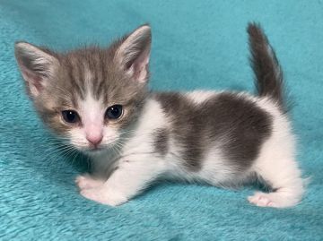 マンチカン(短足)【埼玉県・男の子・2020年5月8日・ブルータビー&ホワイト 極短足】の写真「激レア極短足！まんまるしたお顔の可愛い王子さま🎶」