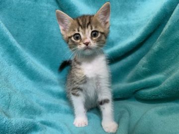 マンチカン(長足)【埼玉県・男の子・2019年6月4日・ブラウンタビー&ホワイト（ショートヘヤー）】の写真「ソックスを履いたクリクリお目めのイケメンボーイ♪︎」