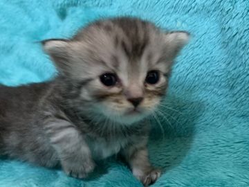 ミヌエット【埼玉県・男の子・2019年5月6日・シルバータビー短足（セミロング）】の写真「超甘えん坊の短足イケメンくん」