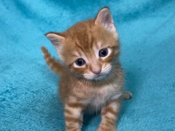 マンチカン(長足)【埼玉県・男の子・2020年6月4日・レッドタビー（短毛）】の写真「可愛い長足のイケメン王子さま🎶」