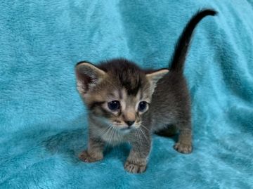 マンチカン(短足)【埼玉県・男の子・2019年5月30日・ブラウンスモークタビー(極短足)（ショートヘヤー）】の写真「まんまるお顔とクリクリお目めのイケメンくん♪︎」