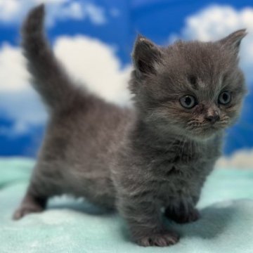 マンチカン【埼玉県・男の子・2023年8月5日・ブルータビー(極短足)（セミロング）】の写真「ぬいぐるみのようにモコふわの超激可愛い短足王子様！」