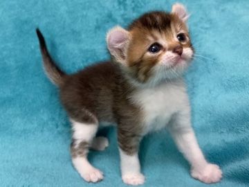 アメリカンカール【埼玉県・男の子・2019年10月17日・ブラウンタビー&ホワイト（短毛）】の写真「綺麗にクルンとカールしたお耳が可愛いイケメンくん🎶」