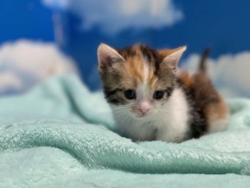 マンチカン(短足)【埼玉県・女の子・2021年6月30日・キャリコ】の写真「天真爛漫で時にはゴロゴロと甘えん坊な短足お姫さま🎶」