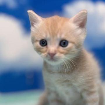 マンチカン(長足)【埼玉県・男の子・2023年1月23日・クリームタビー】の写真「元気で甘えん坊の超可愛い長足王子さま🎶」