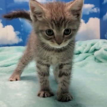 マンチカン(長足)【埼玉県・男の子・2023年6月20日・ブルータビー】の写真「超人気カラーブルー系まんまるお顔の長足王子様🎶」