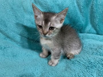 マンチカン(短足)【埼玉県・男の子・2019年6月4日・シルバータビー(極短足)（ショートヘヤー）】の写真「大きなお耳とクリクリお目めのイケメンくん♪♪」