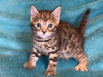 マンチカン(長足)【埼玉県・女の子・2020年6月4日・ブラウンスポッテッドタビー(ロゼット)（短毛）】の写真「通称ジェネッタ レアな超可愛い足長のお姫様🎶」