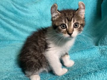 アメリカンカール【埼玉県・女の子・2020年4月12日・ブラウンタビー&ホワイト（ショート）】の写真「綺麗にクルンとカールしたお耳が可愛いお姫さま🎶」