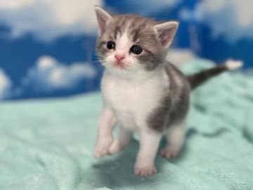 マンチカン【埼玉県・男の子・2021年10月2日・ブルータビー&ホワイト】の写真「人気のブルー&ホワイトの並足王子様🎵」