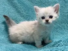 ミヌエット【埼玉県・女の子・2020年11月19日・シールタビーポイント】の写真1「12月26日撮影」