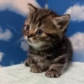 マンチカン(短足)【埼玉県・男の子・2024年11月2日・ブラウンタビー】の写真1